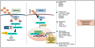 Unraveling the role of HIF and epigenetic regulation in pulmonary arterial hypertension: implications for clinical research and its therapeutic approach